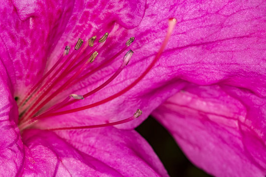 Pink Azalea pistils extreme close up photo - Macro photo pistils of Rhododendron simsii