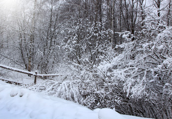 Fototapeta premium Winter landscape