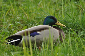 Duck in the grass