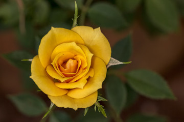 Yellow flower Bud close up - Yellow Flower Bud macro