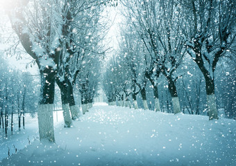 Winter landscape, snowstorm