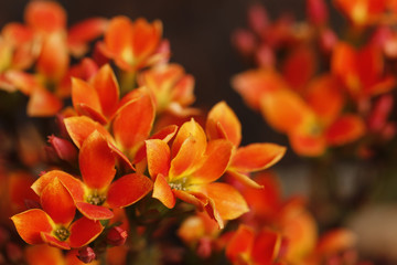 Detail of small red and yellow flowers in close up photo