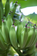 Obraz premium Bananas 