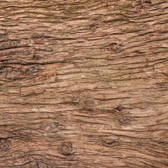 bark tree texture - obrazy, fototapety, plakaty