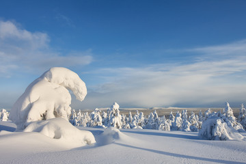 Sunny winter landscape in Lapland