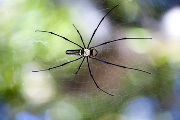 Nephila Pilipes - Big Spider on Blurred Bokeh Background