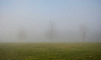 Obraz na płótnie Canvas Tree in the fog in a field