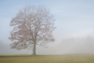 Tree in the fog in a field