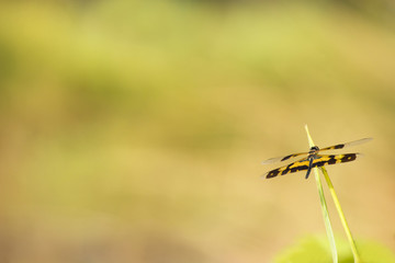 dragonfly green on leaf nature background, soft light focus