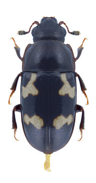 Beetle Glischrochilus quadriguttatus on a white background