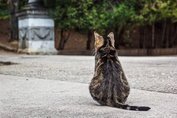 A fat tabby cat sitting back to camera on the road.