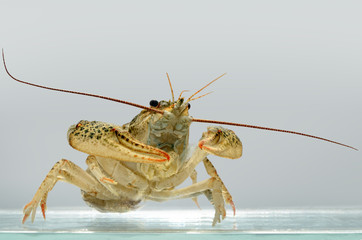 Live crayfish in the water close up. Freshwater crustaceans.