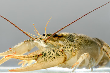 Live crayfish in the water close up. Freshwater crustaceans.