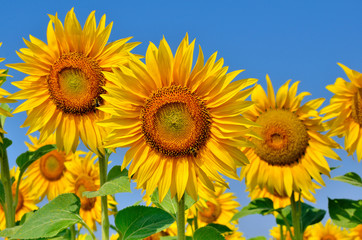 Young sunflowers bloom in field against a blue sky