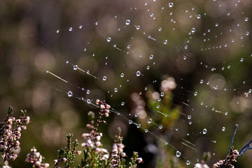 Morgentau in der Kendlm&uuml;hlfilz 