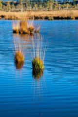 Die Moor und Filz - Landschaft Kendlmühlfilz