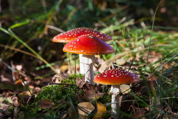 Fliegenpilz in der Kendlmühlfilz - Amanita muscaria