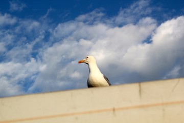 Seagull on a Ledge