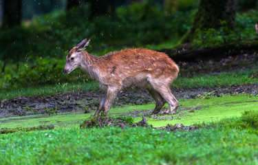 Hirsch