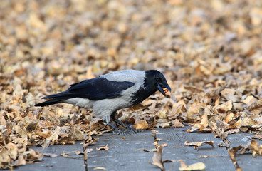 Raven near river Danube at Zemun,Belgrade in Serbia. Crow (Corvus corax) eating walnat.