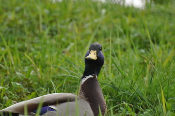 Kaczka w trawie © Marzena
