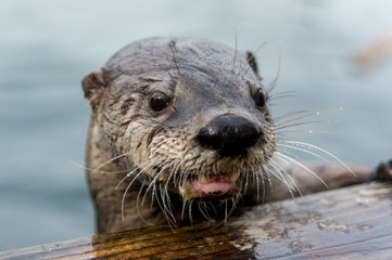 otter peeking over the dock 2