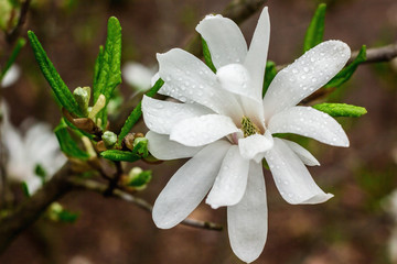 Creamy blossom of Magnolia tree. Beautiful creamy magnolia flower after the rain. Magnolia flower in Botanic garden. Spring flowers in the Botanical Garden.