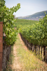 Naklejka premium Vineyard I