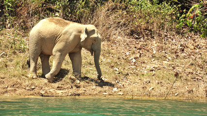 Male Asian Elephant at Ratchaprapha Dam, Thailand, Elephas maximus
