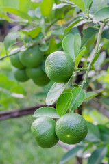 Lime tree with fruits
