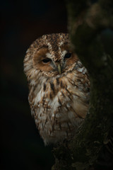 tawny owl