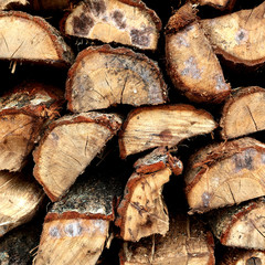 Japanese Oak Logs