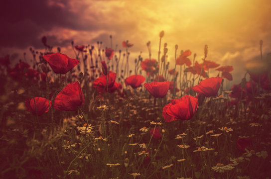 poppies field and sun
