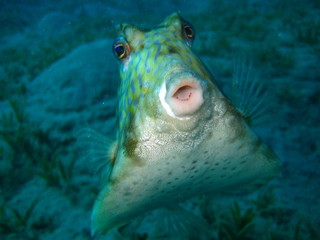 Pyramidenkofferfisch