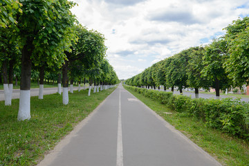 Fototapeta na wymiar stretches to the horizon asphalt road with trees on both sides