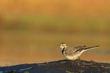 white wagtail sits on an island of the lake
