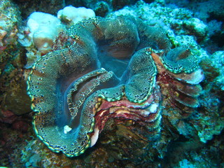 Obraz premium Mördermuschel