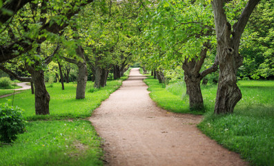Fototapeta na wymiar Beautiful peaceful alley in spring sunny park with trees and gre