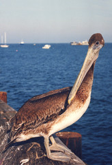 pelican