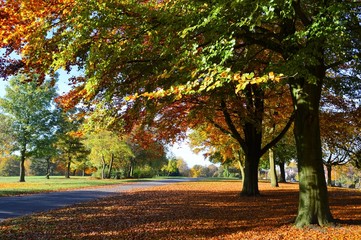 A Colourful Autumn Landscape.