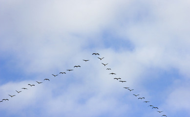 vogelzug formation himmel wolken