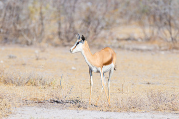 Naklejka na ściany i meble Springbok grazing in the bush. Wildlife Safari in the Etosha National Park, famous travel destination in Namibia, Africa.