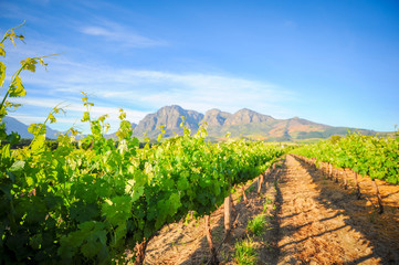 Fototapeta na wymiar Stellenbosch Vineyards