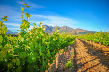 Fototapeta na wymiar Stellenbosch Vineyards
