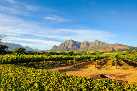 Fototapeta Stellenbosch Vineyards