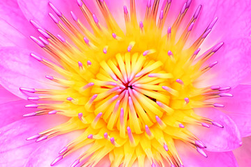 Obraz premium Closeup lotus pollen in ponds, is a symbol of Buddhism.