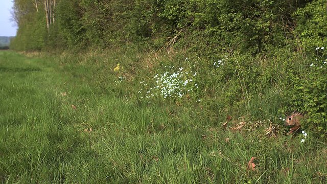 European Rabbit or Wild Rabbit, oryctolagus cuniculus, Adult running through Meadow, Slow Motion
