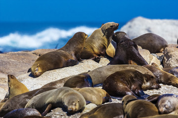 Cape fur seal colony (Arctocephalus pusillus, also known as Brown fur seal). South Africa, Duiker Island (Seal Island) near Hout Bay (Cape Peninsula, Cape Town)