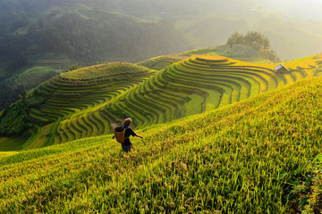 Woman working in terraced paddy field