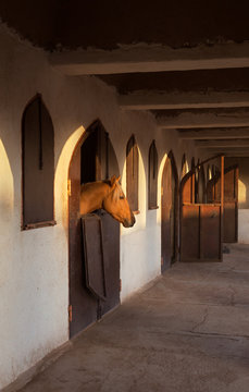 Brown Horse in the Stable with Warm Orange Glow of Sunset on His Head
